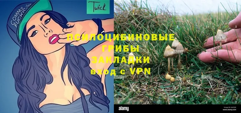 Галлюциногенные грибы Magic Shrooms  Высоковск 